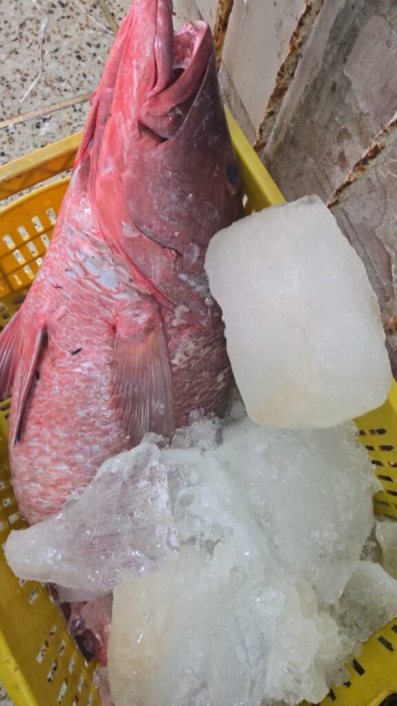 WhatsApp Image 2025-12-29 at 12.43.17 PM