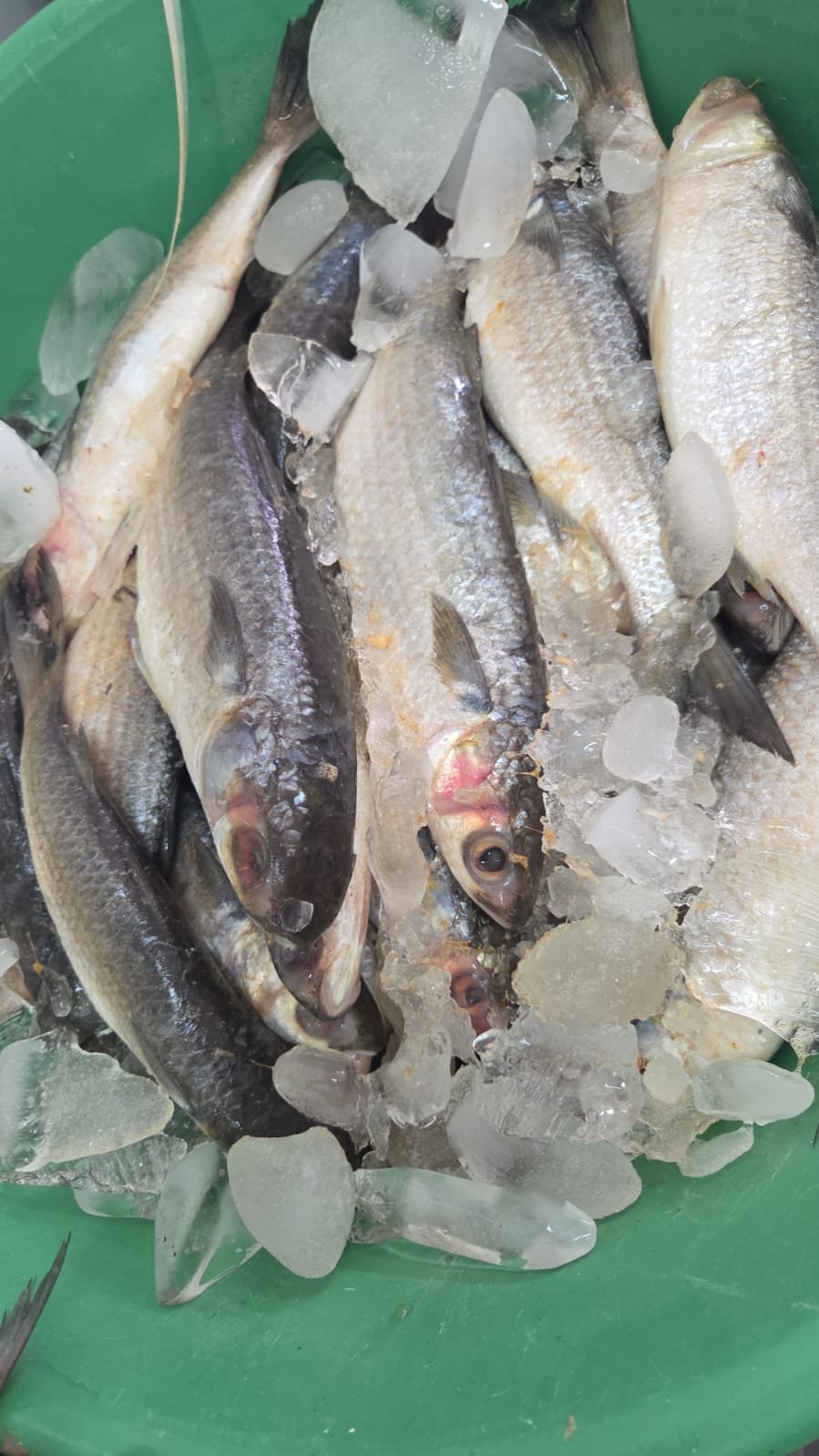 WhatsApp Image 2025-12-29 at 12.44.42 PM